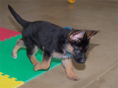 Blue following a ball that rolled away from him.