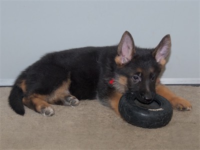 Red chewing on the tire toy.