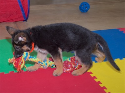 Orange dragging the rope tug.