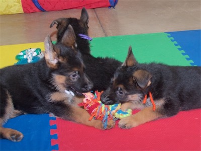 White and Orange sharing the rope next to Purple.