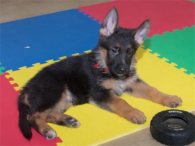 Red keeping an eye on the tire.