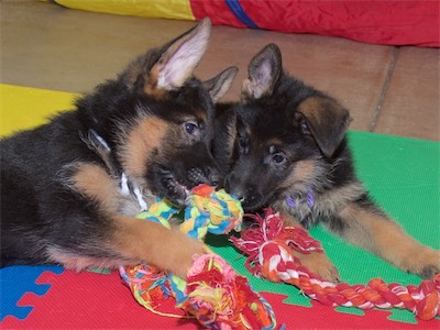 White and Purple sharing the rope.