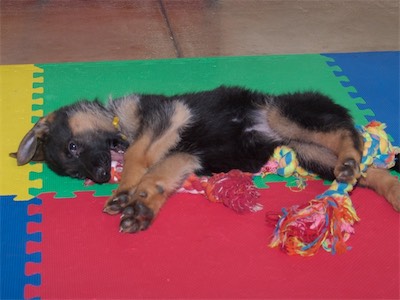 Yellow one her side chewing on the smaller rope.