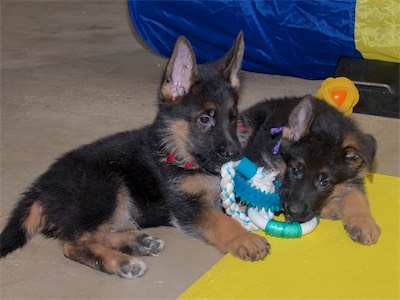 Red and Purple sharing a toy.