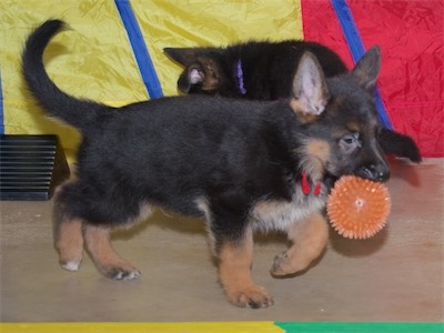 Red carrying a ball.