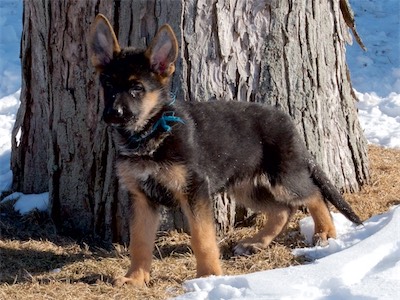 Blue standing by a tree