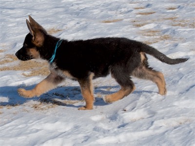 Blue mid-stride.