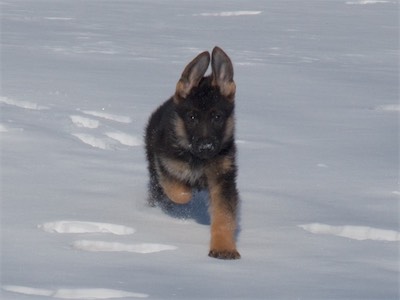 Black running back from exploring.