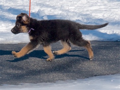 Purple mid-stride.