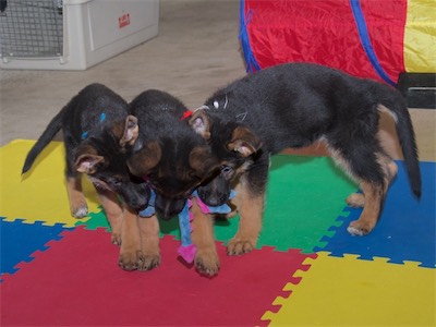 Blue, Red and White sharing a stuffed toy.