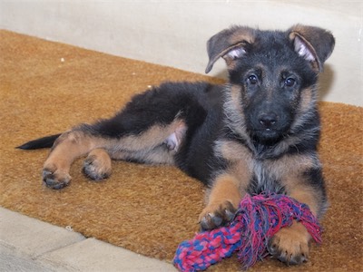 Purple with a rope toy.