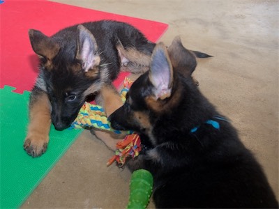 Yellow and Blue chewing on the large rope tug.