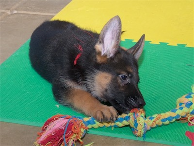 Red with the large rope tug.