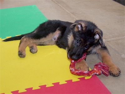 Black with a small rope tug.