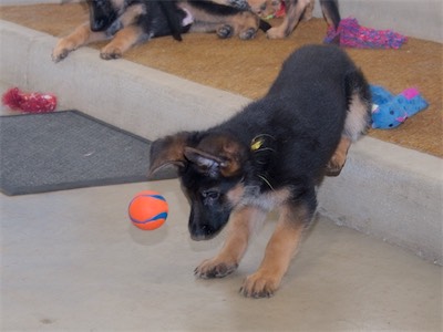 Yellow chasing  a ball off the step...