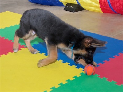 Blue chasing the ball...