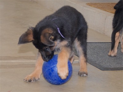 Purple with the plastic ball...