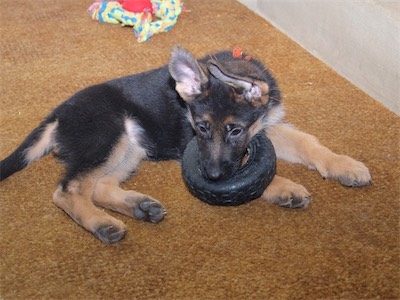 Orange with the tire toy.