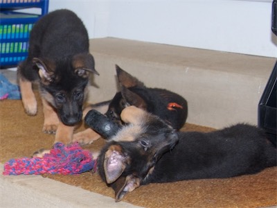 Black, Orange and White playing together.