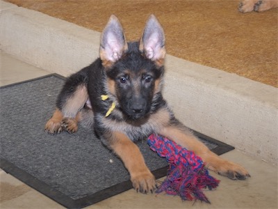 Yellow with the rope toy.