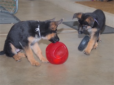 Purple dropping the tire when he sees the big, red ball White has.