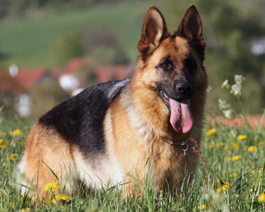 Vollmond - Breeder of German Shepherd Puppies & Dogs For Sale: Chicago ...