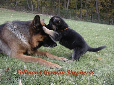 Karo with Eika's German Shepherd Puppy