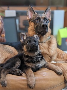 Izzy (white) and her brother Issac (another Vollmond GSD)