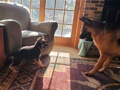 Penny (pink) with big brother Rusty.