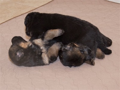 The Girls (Pink on top of Purple and Yellow)