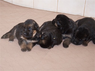 The Girls (Purple, Yellow, Pink and Orange)