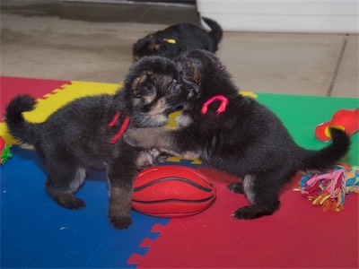 Red (male) and Pink (female) Playing