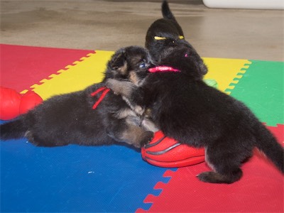 Red (male) and Pink (female) Playing