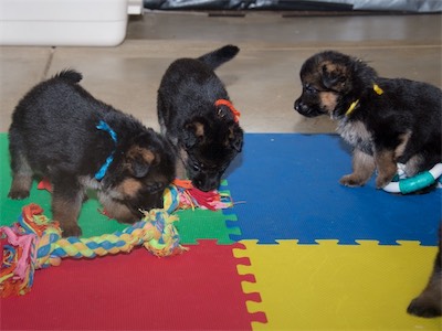 Blue (male), Orange (female) and Yellow (female)