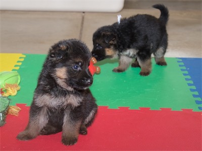 Black (male) and White (female)