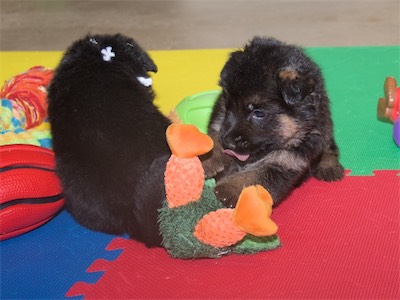 White (female) and Black (male)