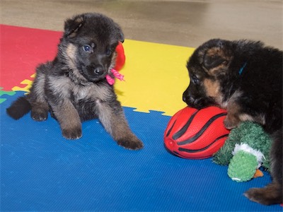 Pink (female) and Blue (male)