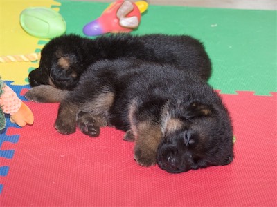 Black and Green (males) were the first to nap.