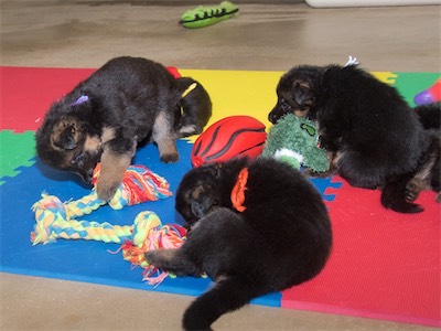 Purple and Orange with White falling asleep on the toy (females)