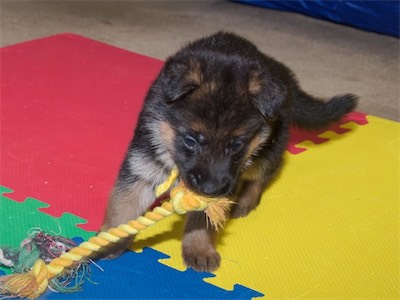 Yellow (female) with the small rope tug.