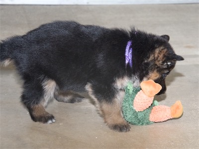 Purple (female) likes the stuffed toy too.