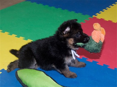 White (female) carrying the litter's favorite stuffed toy.