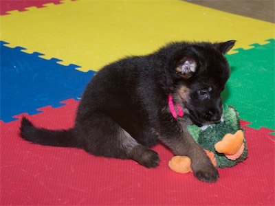 Pink (female) chewing on the stuffed toy.