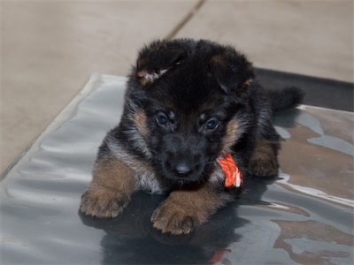 Orange looking adorable.