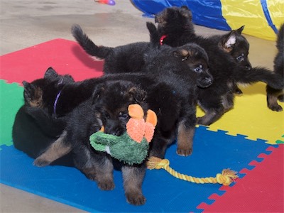 Black (male) carrying the stuffed toy.