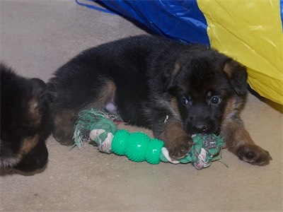 Green (male) with the green rope tug.