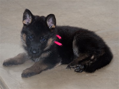 Pink (female) laying down showing off her perky ears!