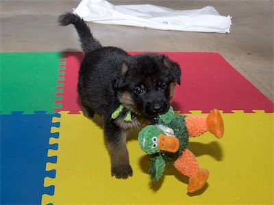 Green (male) with the stuffed toy.