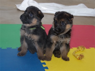 Green (male) and Yellow (female) sitting together.