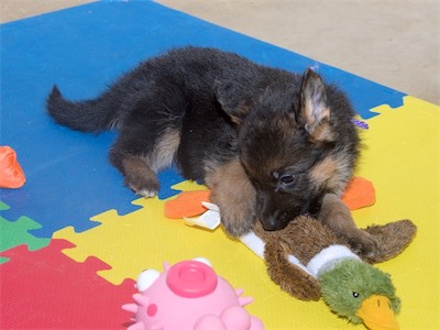 Purple chewing on the new stuffed duck toy.